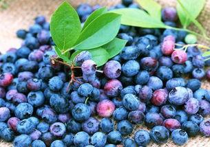 娱乐吃瓜酱蓝莓,吃瓜酱带你领略明星幕后故事 第1张 娱乐吃瓜酱蓝莓,吃瓜酱带你领略明星幕后故事 第1张